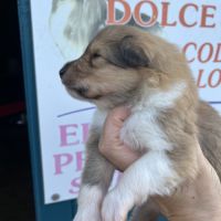 Magnifique chiots colley poil long lof #3