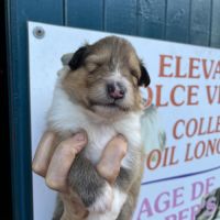 Magnifique chiots colley poil long lof #4