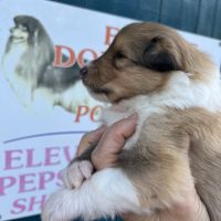 Magnifique chiots colley poil long lof #5