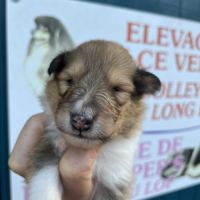 Magnifique chiots colley poil long lof #6