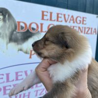 Magnifique chiots colley poil long lof #7