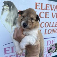 Magnifique chiots colley poil long lof #8