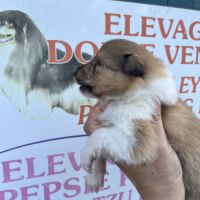 Magnifique chiots colley poil long lof #9