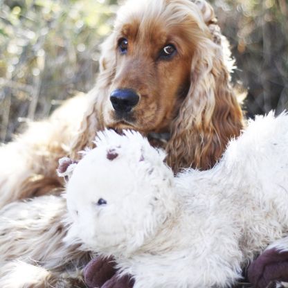 Adorable cocker anglais à adopter