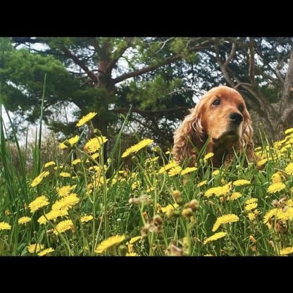 Adorable cocker anglais à adopter #2