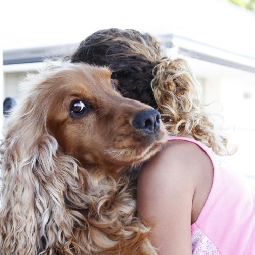 Adorable cocker anglais à adopter #3