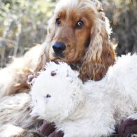 Adorable cocker anglais à adopter