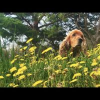 Adorable cocker anglais à adopter #2