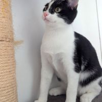 Choupette très joueuse et câline