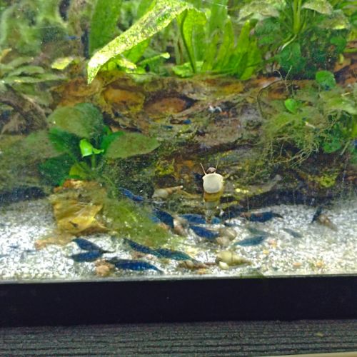 Crevette néocaridina