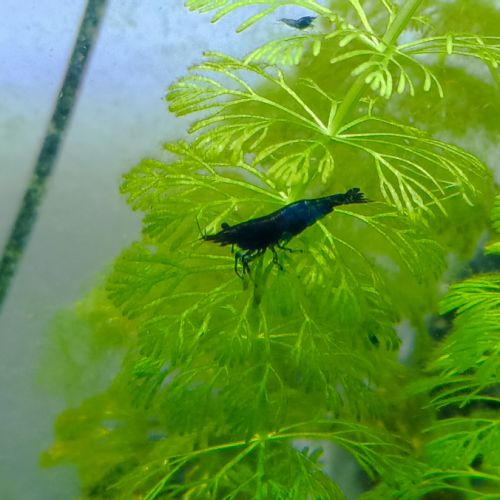 Crevette néocaridina #2