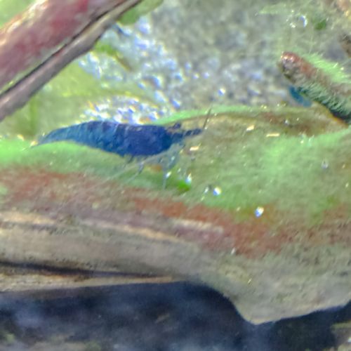 Crevette néocaridina #3