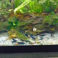 Crevette néocaridina #0