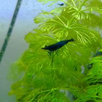 Crevette néocaridina #2