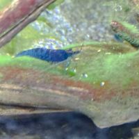 Crevette néocaridina #3