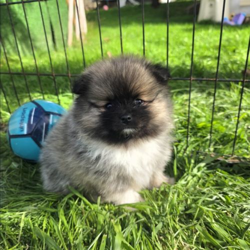 Spitz nain pomeranian #1