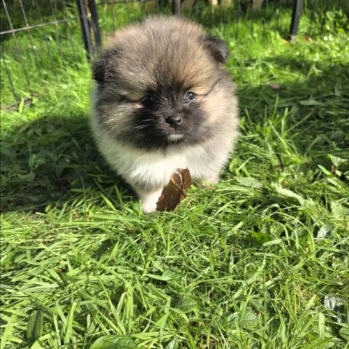 Spitz nain pomeranian #2