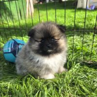 Spitz nain pomeranian #1