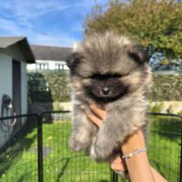 Spitz nain pomeranian