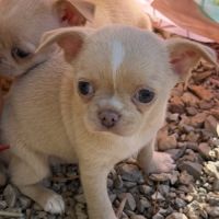 Femelle chihuahua