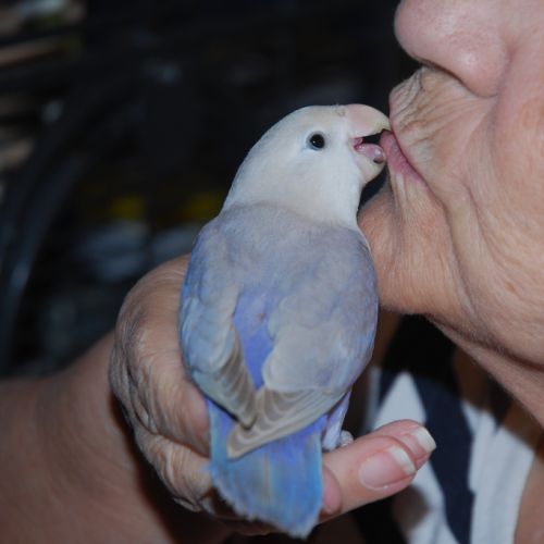 Inseparable roseicollis eam male