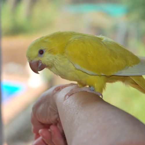 Inseparable roseicollis eam male #2