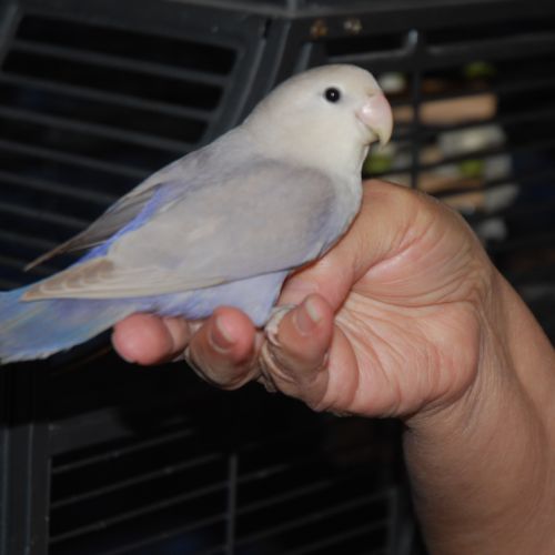 Inseparable roseicollis eam male #3