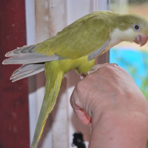 Inseparable roseicollis eam male #5