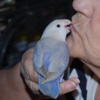 Inseparable roseicollis eam male #0