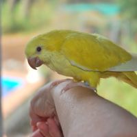 Inseparable roseicollis eam male #2