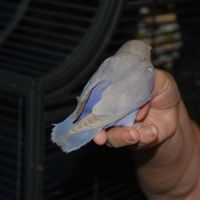 Inseparable roseicollis eam male #4