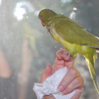 Inseparable roseicollis eam male #6