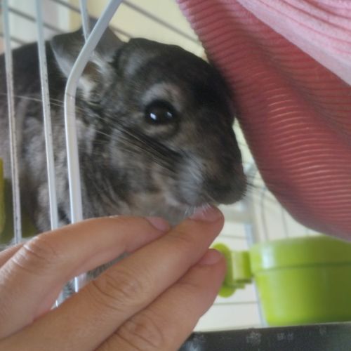 Chinchillas gris mâles à vendre #1