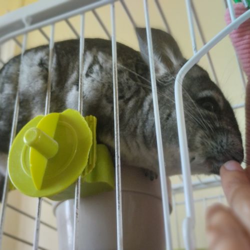 Chinchillas gris mâles à vendre #2