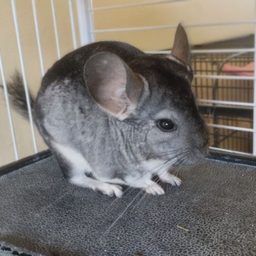 Chinchillas gris mâles à vendre #5
