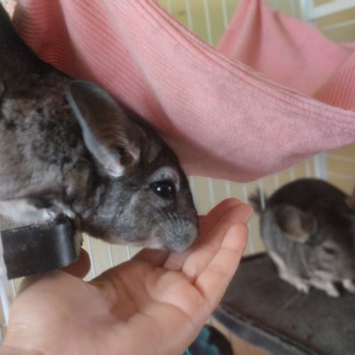 Chinchillas gris mâles à vendre