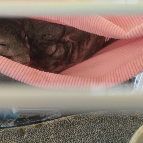 Chinchillas gris mâles à vendre #7