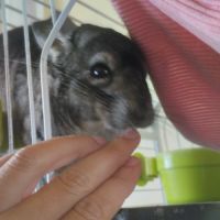 Chinchillas gris mâles à vendre #1