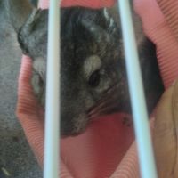 Chinchillas gris mâles à vendre #3