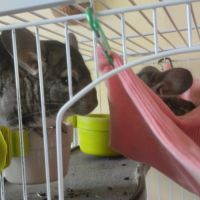 Chinchillas gris mâles à vendre #4