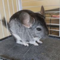 Chinchillas gris mâles à vendre #5