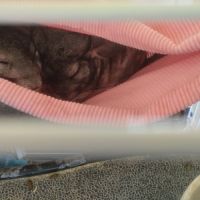 Chinchillas gris mâles à vendre #7