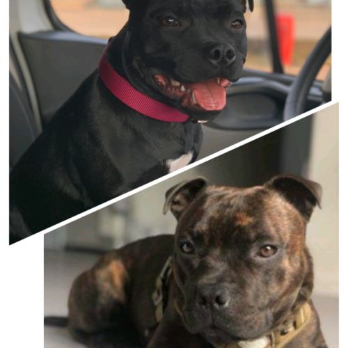 Chiots staffordshire bull terrier à réserver #1