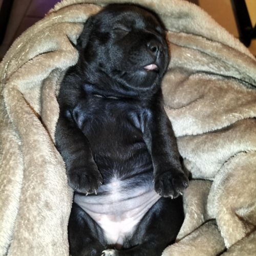 Chiots staffordshire bull terrier à réserver