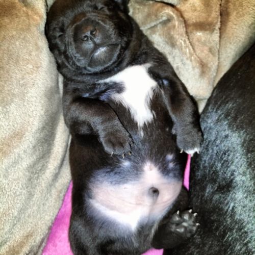 Chiots staffordshire bull terrier à réserver #3