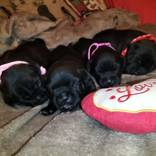 Chiots staffordshire bull terrier à réserver #4