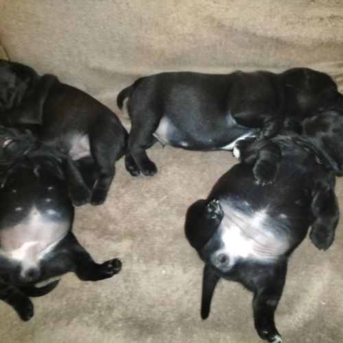 Chiots staffordshire bull terrier à réserver #5