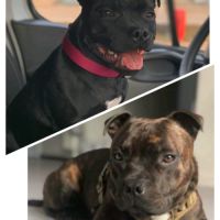 Chiots staffordshire bull terrier à réserver #1