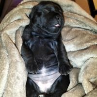 Chiots staffordshire bull terrier à réserver