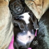 Chiots staffordshire bull terrier à réserver #3